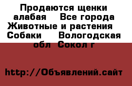 Продаются щенки алабая  - Все города Животные и растения » Собаки   . Вологодская обл.,Сокол г.